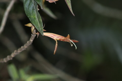 Columnea schiedeana