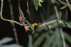 Columnea schiedeana