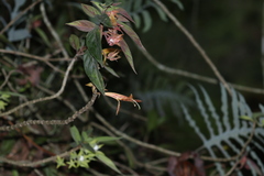 Columnea schiedeana