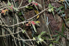 Columnea schiedeana