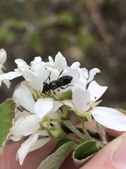 Molorchus bimaculatus