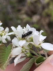 Molorchus bimaculatus