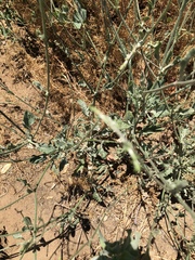Eriogonum gracile gracile