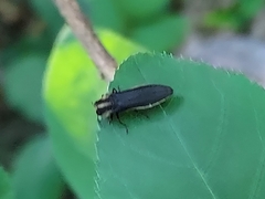 Agrilus vittaticollis