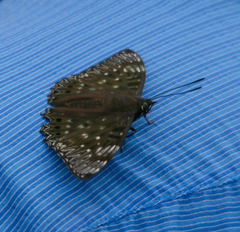 Dichorragia nesimachus