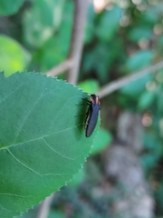 Agrilus vittaticollis