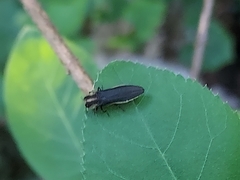 Agrilus vittaticollis