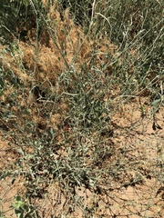 Eriogonum gracile gracile