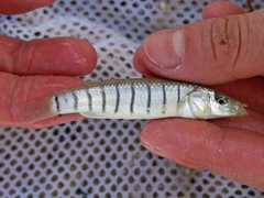 Fundulus similis