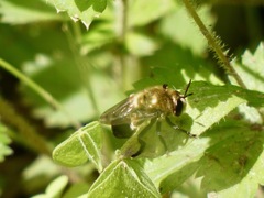 Microdon megalogaster
