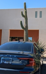 Carnegiea gigantea