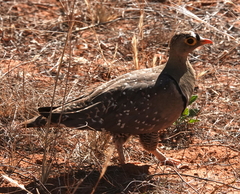 Pterocles bicinctus bicinctus