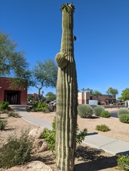 Carnegiea gigantea