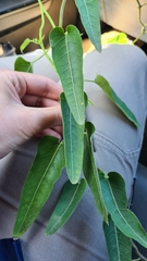 Parsonsia eucalyptophylla