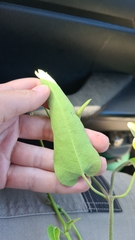 Parsonsia eucalyptophylla