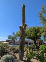 Carnegiea gigantea