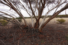 Eucalyptus oleosa oleosa