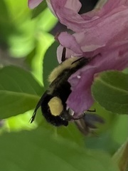 Bombus bimaculatus