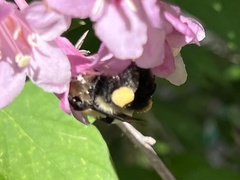 Bombus bimaculatus