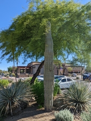 Carnegiea gigantea