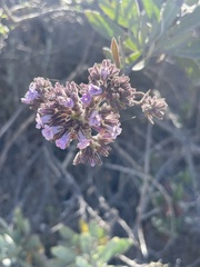 Eriodictyon traskiae traskiae