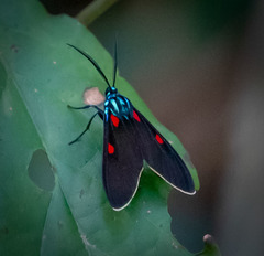 Cyanopepla fastuosa