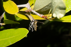 Elaphidion irroratum