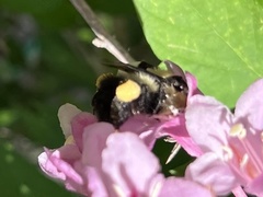 Bombus bimaculatus