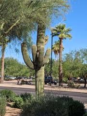 Carnegiea gigantea
