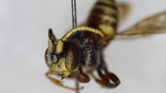 Nomada articulata