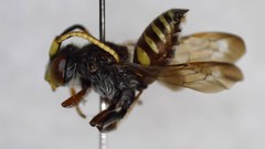 Nomada articulata