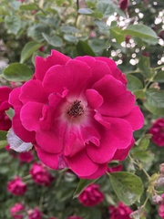 Rosa