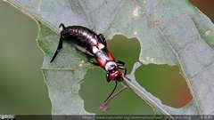 Pterygida ornaticapitata