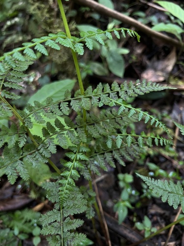 Athyrium dombeyi (Athyrium dombeyi)