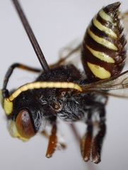 Nomada articulata