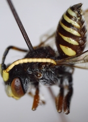 Nomada articulata