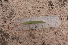 Eucalyptus oleosa oleosa
