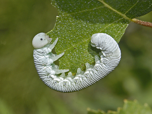 Birch Sawfly