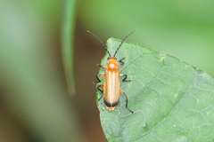 Mimopolemius atrocinctus