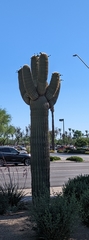Carnegiea gigantea