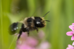 Osmia bucephala