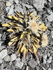 Townsendia rothrockii