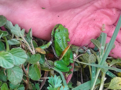 Gastrotheca riobambae