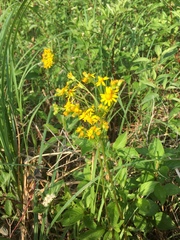 Packera schweinitziana