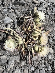 Townsendia rothrockii