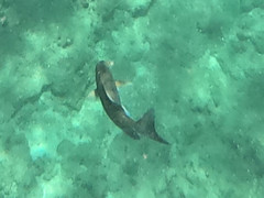 Acanthurus nigrofuscus