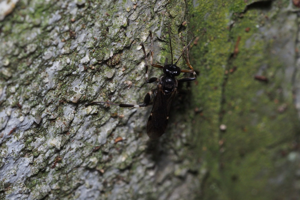 Pimpla alboannulata