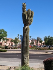 Carnegiea gigantea