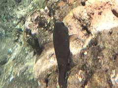 Acanthurus nigrofuscus