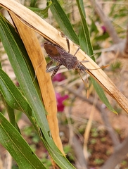 Leptoglossus oppositus